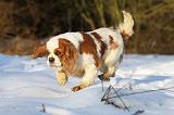 CAVALIER KING CHARLES 449